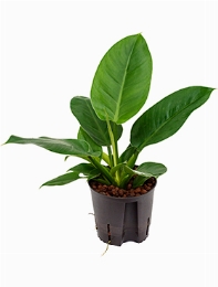 Philodendron Imperial green 30 cm