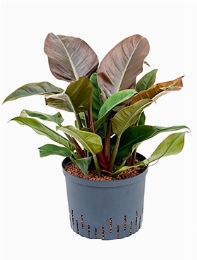 Philodendron Imperial Red 45 cm