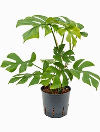 Philodendron Minima Hanger 35 cm