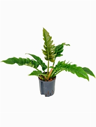 Philodendron narrow Bush 50 cm