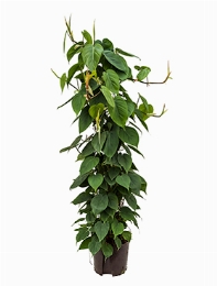 Philodendron scandens Draadzuil 120 120 cm