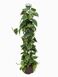 Philodendron scandens Draadzuil 150 150 cm