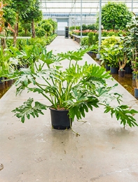 Philodendron selloum Bush 110 cm