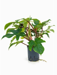 Philodendron squamiferum Rek 65 cm