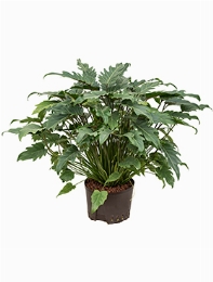 Philodendron Xanadu 90 cm