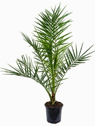 Phoenix canariensis Stam 85 cm