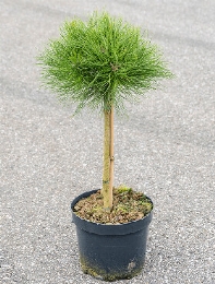 Pinus marie bregeon Stam 85 cm