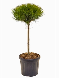 Pinus marie bregeon Stam|bol (h40|Ø25-30) 80 cm