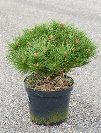 Pinus nigra pierrick bregeon Bush 60 cm