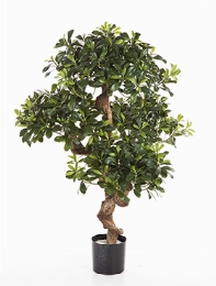 Pittosporum mountain Vertakt