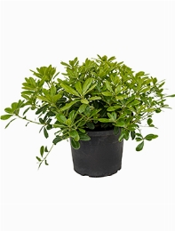 Pittosporum tobira nana Bush 40 cm