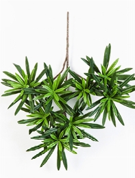 Podocarpus Tak