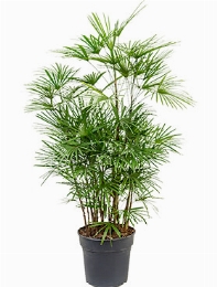 Rhapis humilis Toef 120 cm