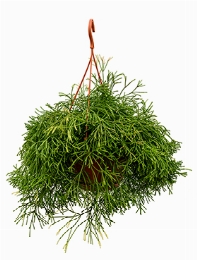 Rhipsalis clavata Hanger 50 cm