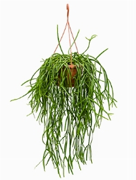 Rhipsalis trigona Hanger 50 cm