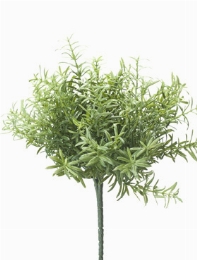 Rosemary Bush