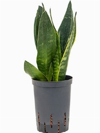 Sansevieria black diamond Toef 45 cm