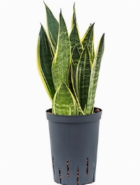 Sansevieria canary Toef 45 cm