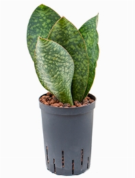 Sansevieria congo Toef 40 cm