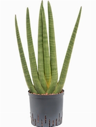 Sansevieria cylindrica 70 cm