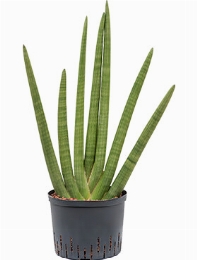 Sansevieria cylindrica 70 cm