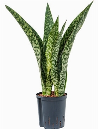 Sansevieria dragon Toef 55 cm