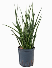 Sansevieria fernwood Toef 50 cm