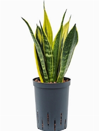 Sansevieria gold flame Toef 45 cm