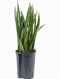 Sansevieria kirkii Toef 40 cm