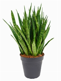 Sansevieria kirkii Toef 70 cm