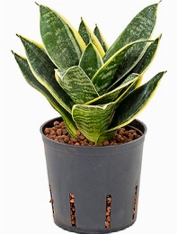 Sansevieria laurentii dwarf Toef 25 cm