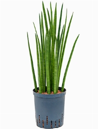 Sansevieria spikes Toef 60 cm