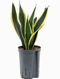 Sansevieria super flame Toef 40 cm