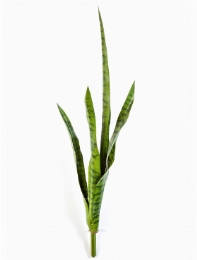 Sansevieria Toef