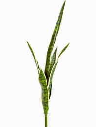 Sansevieria Toef