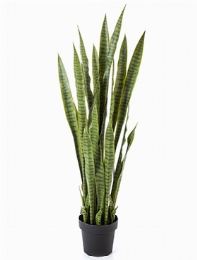 Sansevieria Toef