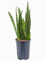 Sansevieria zeylanica silver Toef 60 cm