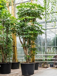 Schefflera actinophylla Amate Vertakt 450 cm