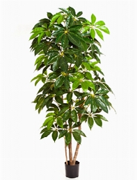 Schefflera amate Zuil