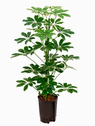 Schefflera arboricola 2pp 80 cm