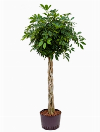 Schefflera arboricola Stam gevl. 150 cm