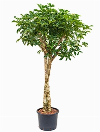 Schefflera arboricola Stam twist 165 cm