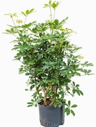 Schefflera arboricola Vertakt 100 cm