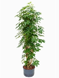 Schefflera arboricola Vertakt|zuil 155 cm