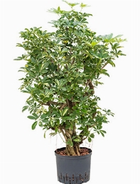 Schefflera gold capella Vertakt 100 cm