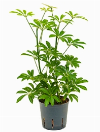 Schefflera louisiana 2pp 30 cm