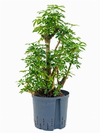 Schefflera louisiana Bush 70 cm