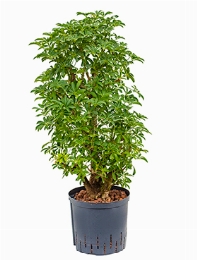 Schefflera louisiana Vertakt|zuil 95 cm