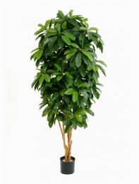 Schefflera Vertakt