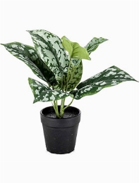 Scindapsus pictus Bush Green| Grey